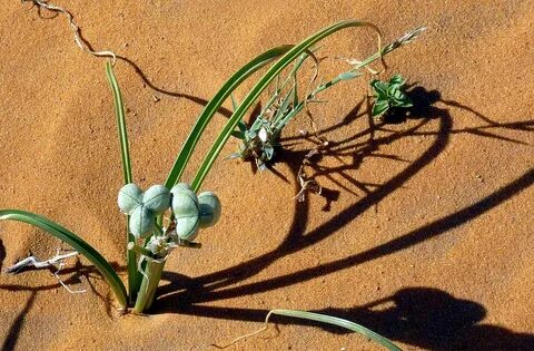 Try plant