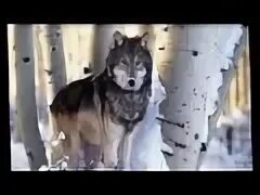 Мы волки и нас по сравнению с собаками. Волк шансон. Мы волки нас мало слушать. Мы волки нас мало слушать. Волки нас мало.