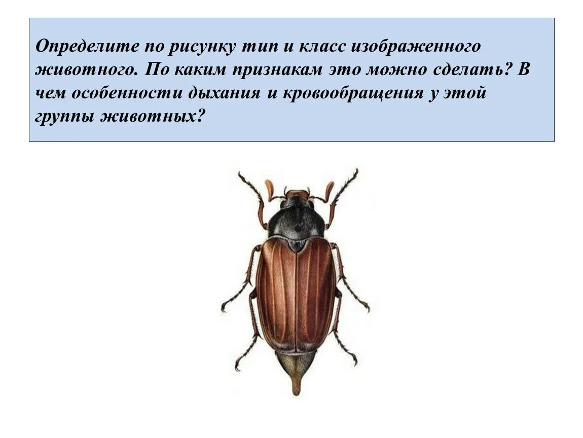 Признаки какого класса на нем изображены. Определите Тип и класс животного изображенного на рисунке.