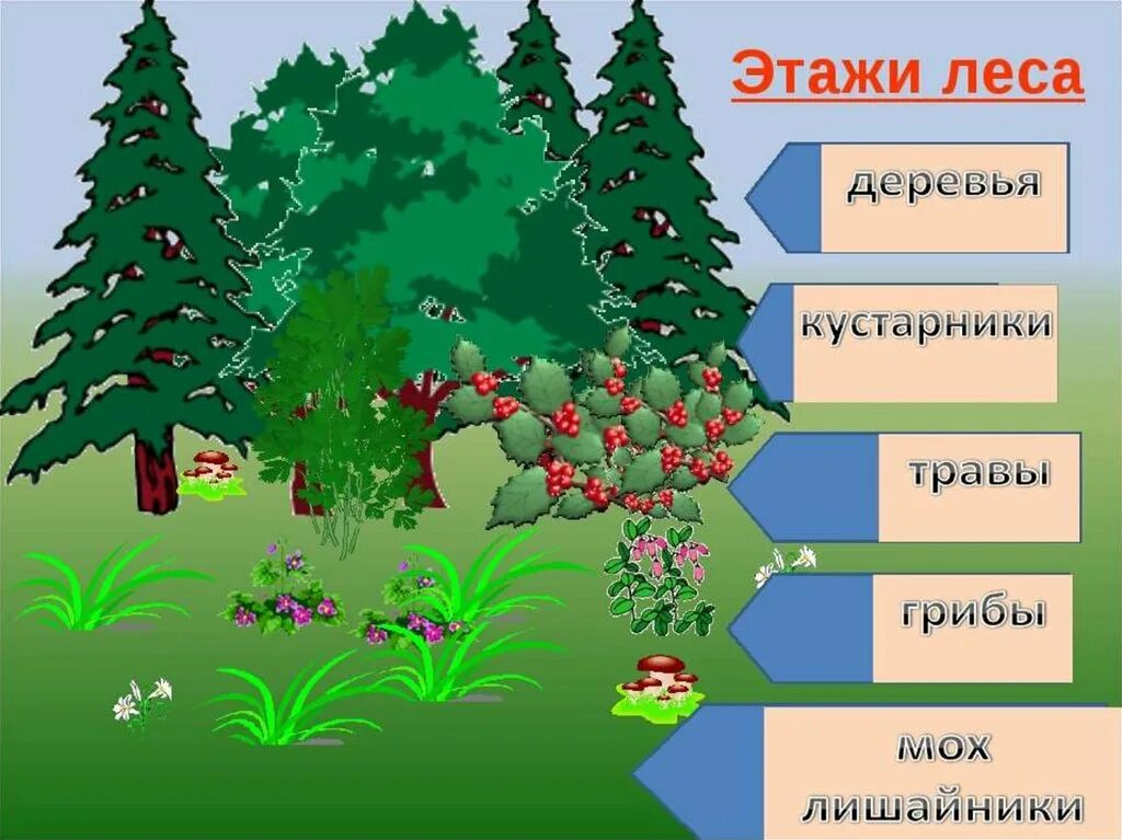 Этажи леса. Этажи леса для дошкольников. Ярусы леса для дошкольников. Модель этажи леса для дошкольников.