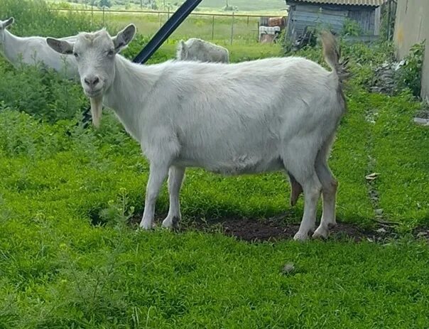 Объявление куплю коз