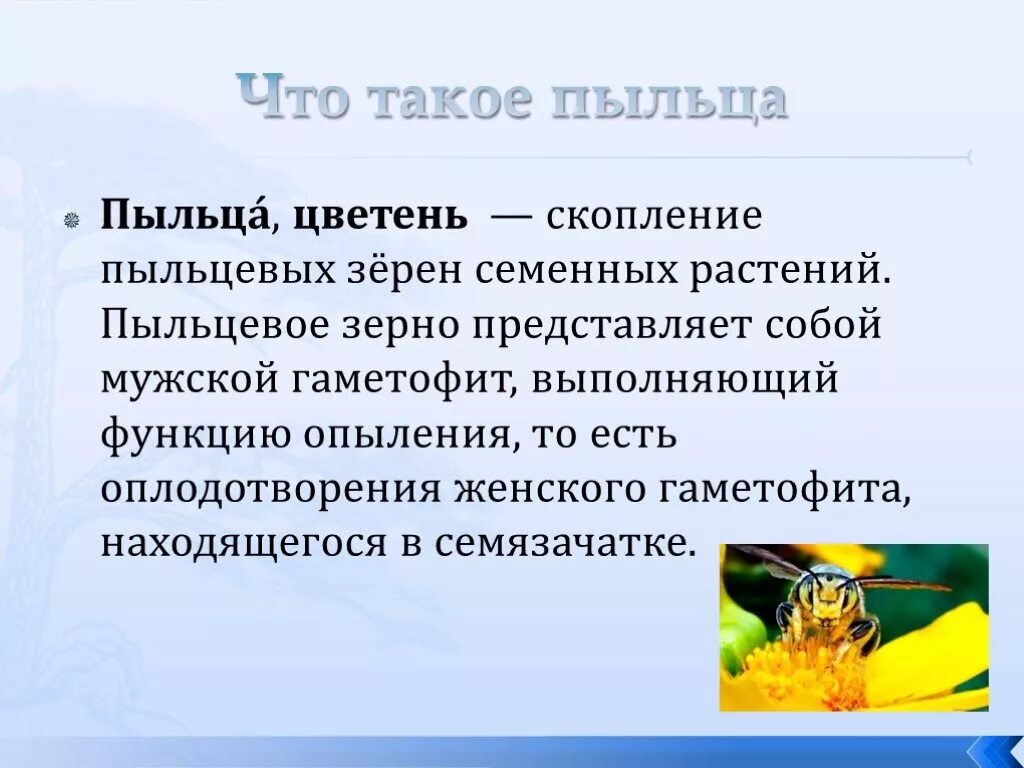 Функции пыльцы. Пыльца выполняет функции. Пыльца представляет собой. Пыльца для презентации.