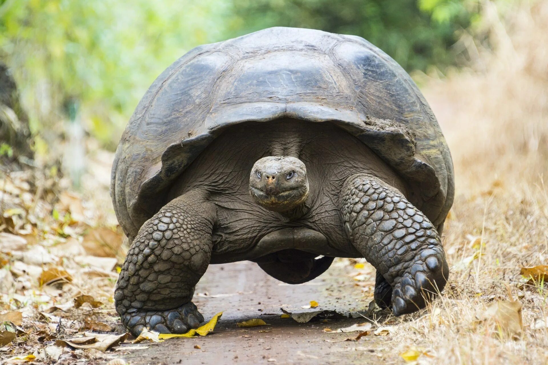 Галапагосская черепаха. Галапагосская гигантская черепаха. Абингдонская слоновая черепаха. Галапагосская черепаха Джордж. Абингдонские слоновые черепахи