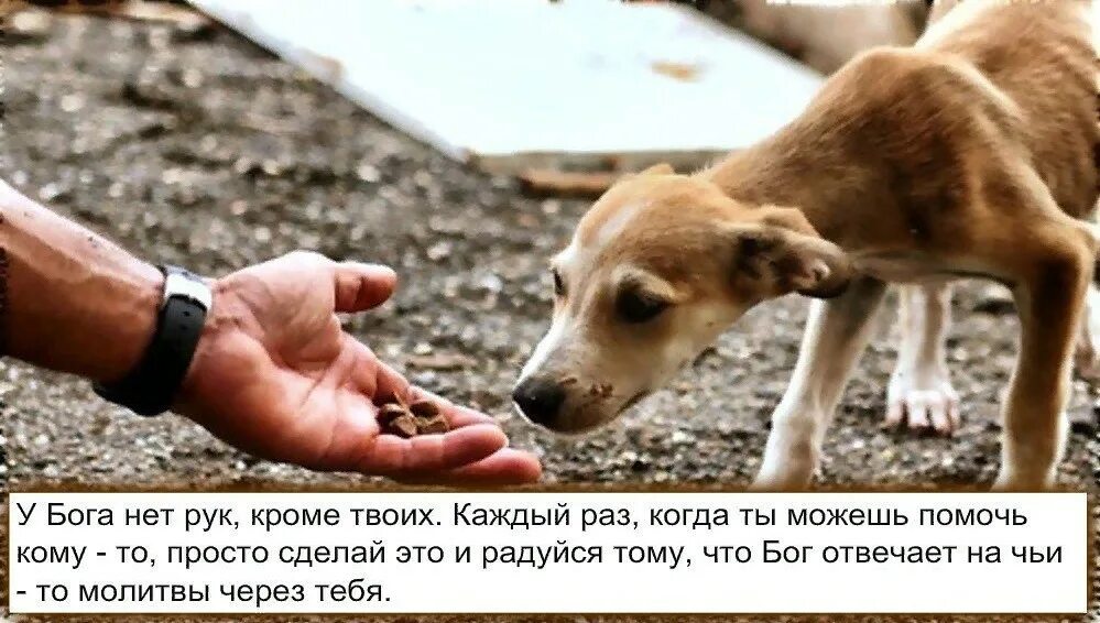 Господам подам подам. У Бога нет других рук кроме твоих. Каждый раз когда ты можешь помочь кому-то. Животные которые нуждаются в помощи. Помоги бездомным животным.
