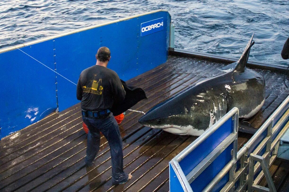 Боятся ли акулы подводных лодок. 2018 Cape Cod Shark Fatal Arthur Medici. Mary Shark. Shark return