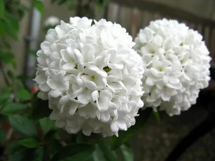 Калина эскимо