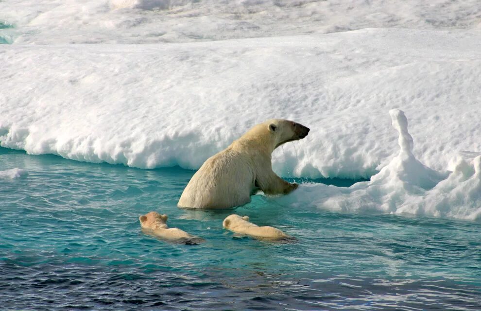 Шпицберген белые медведи. Северный Ледовитый океан медведи. Северный Ледовитый океан животный мир. Белые медведи во льдах Северного Ледовитого океана.
