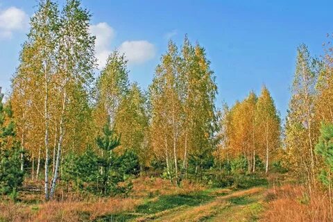 Золотистый березы