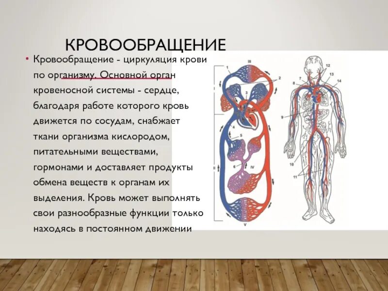 Органы кровообращения. Органы кровеносной системы. Сердце и кровеносная система это органы. Сердце главный орган кровеносной системы.
