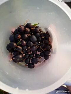 Пользы йошты