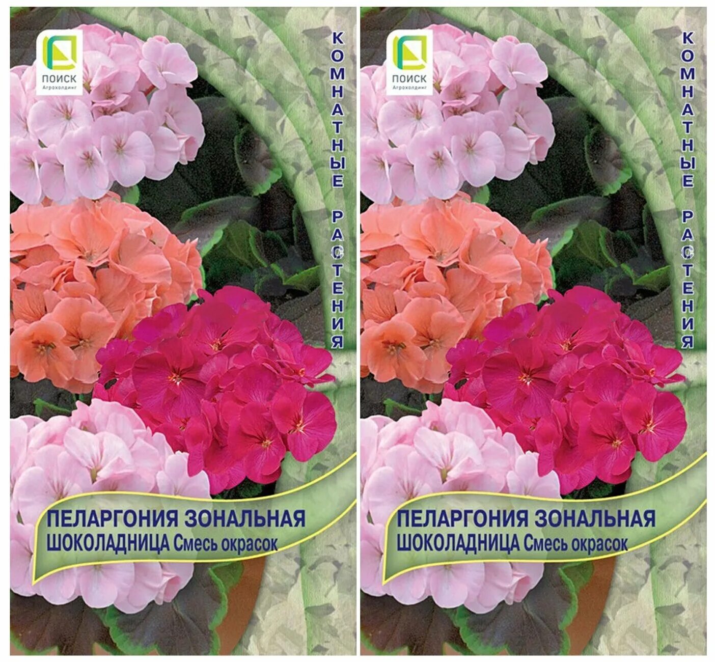 герань шоколадница пурпурная. пеларгония шоколадница пурпурная. пеларгония шоколадница коралловая. пеларгония шоколадница нежно-розовая. пеларгония зональная шоколадница пурпурная.