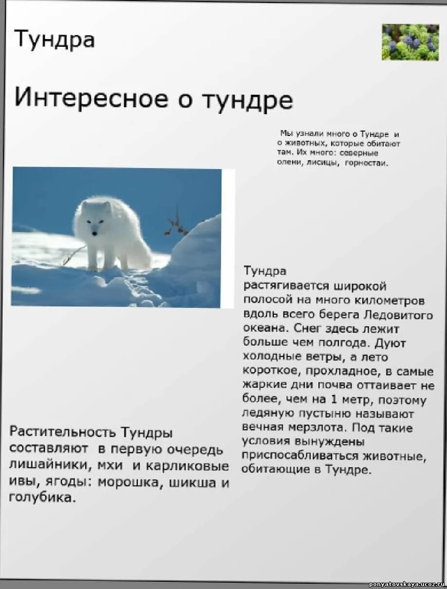 Сообщение животные и растения тундры. Доклад о животных тундры. животные тундры доклад. доклад о животном тундры. доклад на тему животные тундры.