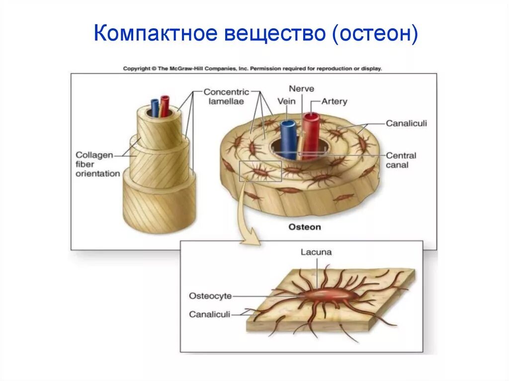 Компактное вещество остеоны. Строение остеона. Остеон кости. Остеон это в анатомии. Остеон ткань