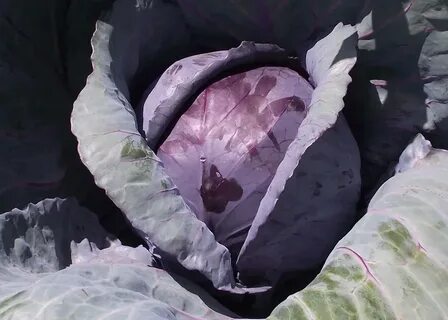 Капуста сорт победа