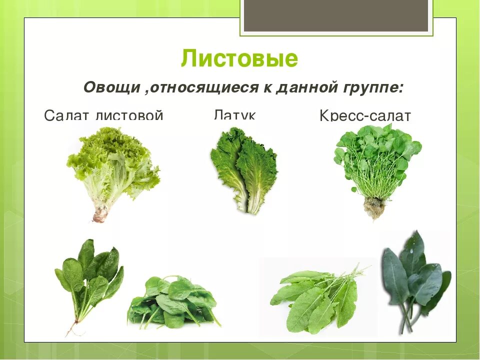 Какие бывают зеленые овощи. Названия листовых салатов. Зелень и листовые овощи. Разновидности салата листового. Листья салата разновидности.