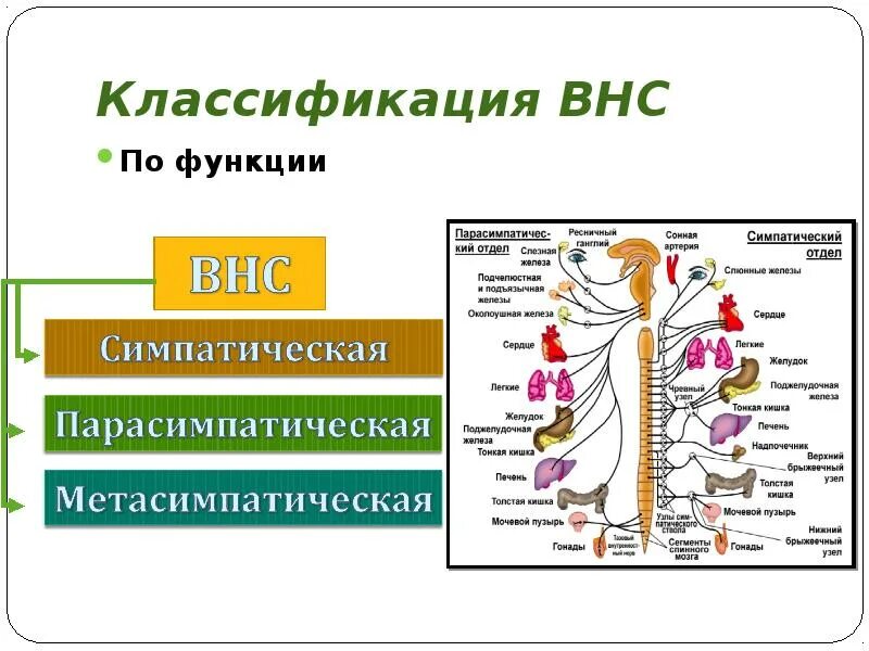 Классификация вегетативной. Функции парасимпатической вегетативной нервной системы. Симпатическая нервная система функции. Вегетативная нервная система ВНС. Вегетативный отдел нервной системы функции.