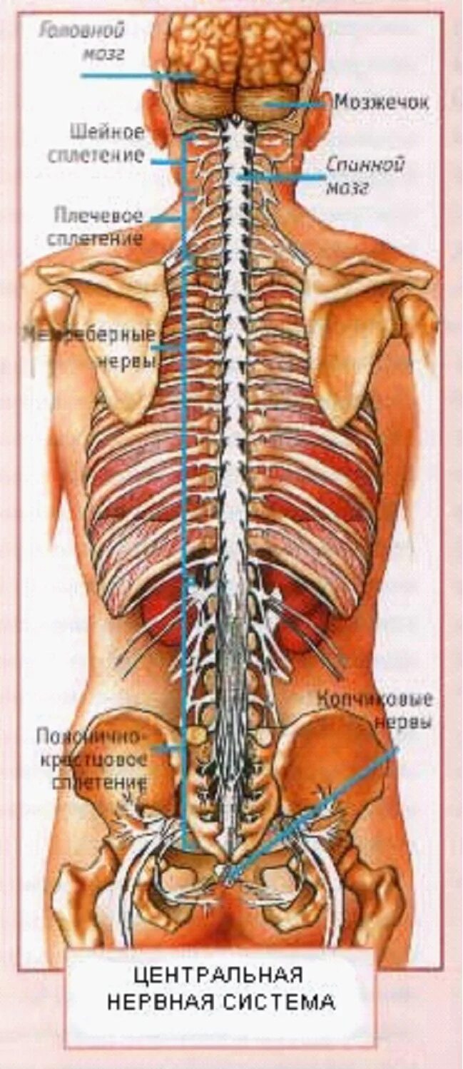Строение человека внутренние со спины. Расположение органов со спины. Анатомия внутренних органов со спины.