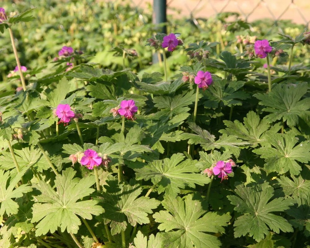 Герань крупнокорневищную. Герань geranium macrorrhizum. герань czakor. герань крупнокорневищная czakor. герань macrorrhizum ’czakor’.