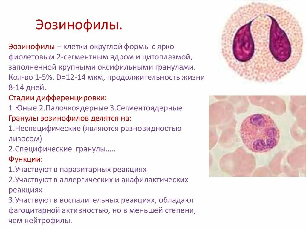 Эозинофилы строение гистология. Эозинофилы функции гистология. Эозинофильные лейкоциты строение. Формы лейкоцитов эозинофилов. Эозинофилы в крови 9