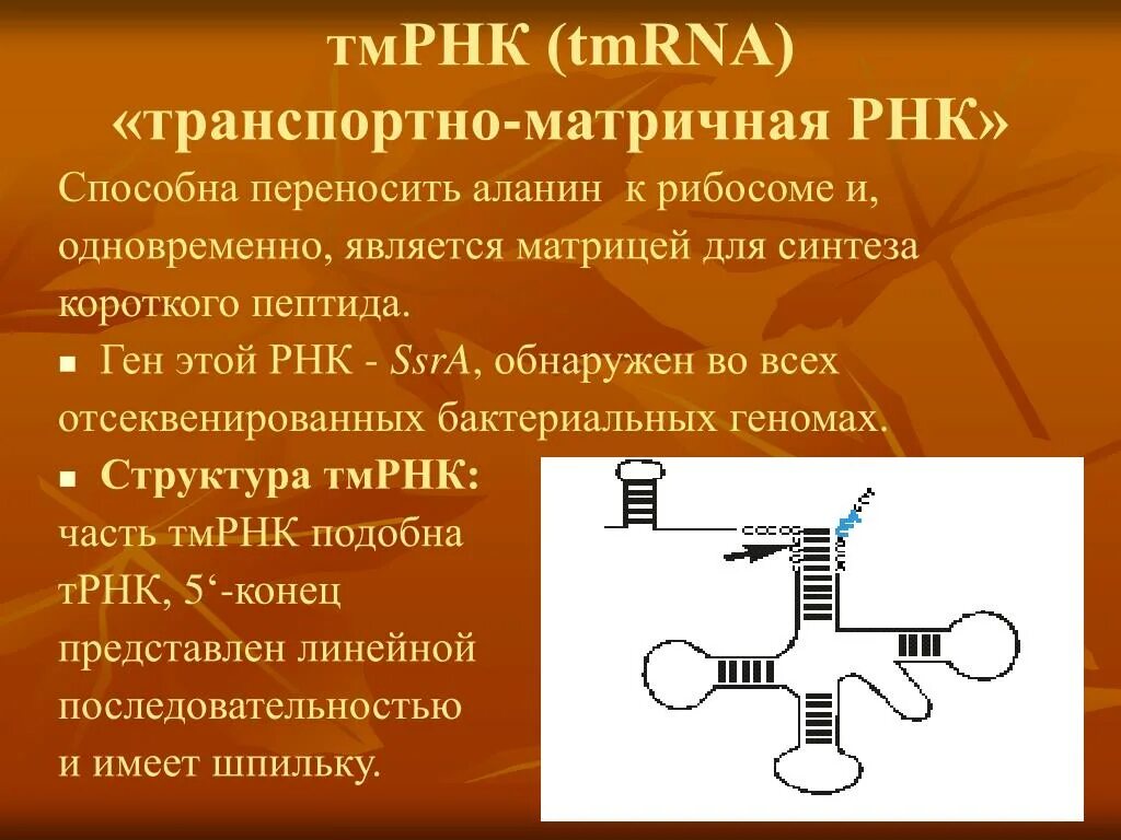 Транспортно матричная РНК. Транспортно-матричные РНК функции. Матрицей для синтеза транспортной РНК. Матрица транспортного РНК.