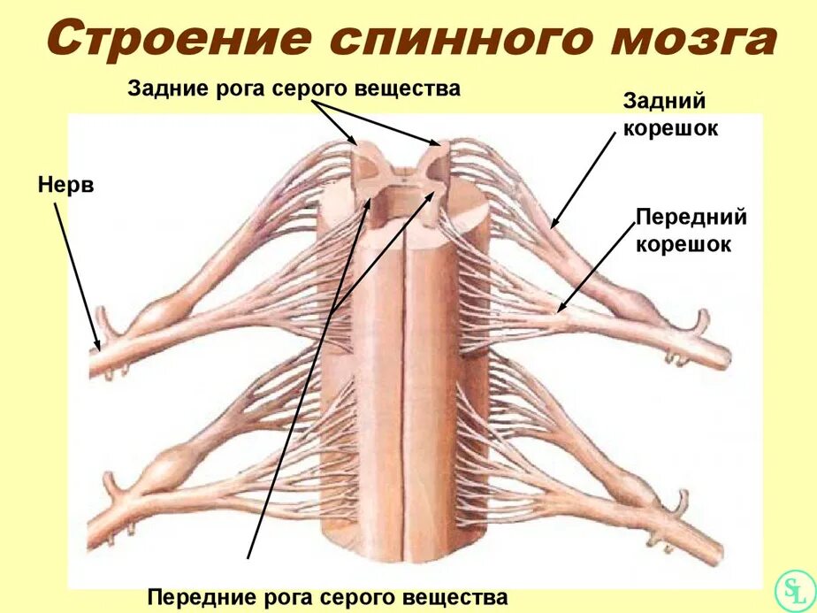 Строение спинного мозга человека. Строение нервной системы спинной мозг. Строение спинного мозга корешки анатомия. Задние корешки спинного мозга.