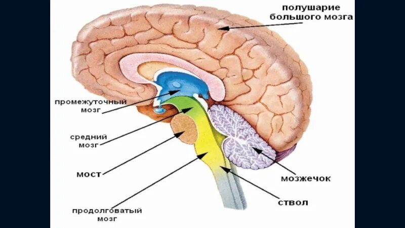 Отделы головного мозга. Строение головного мозга. Строение отделов головного мозга. Схема строения отделов головного мозга. Мозг 5 класс