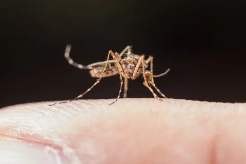 Можно заразиться вич от укуса комара
