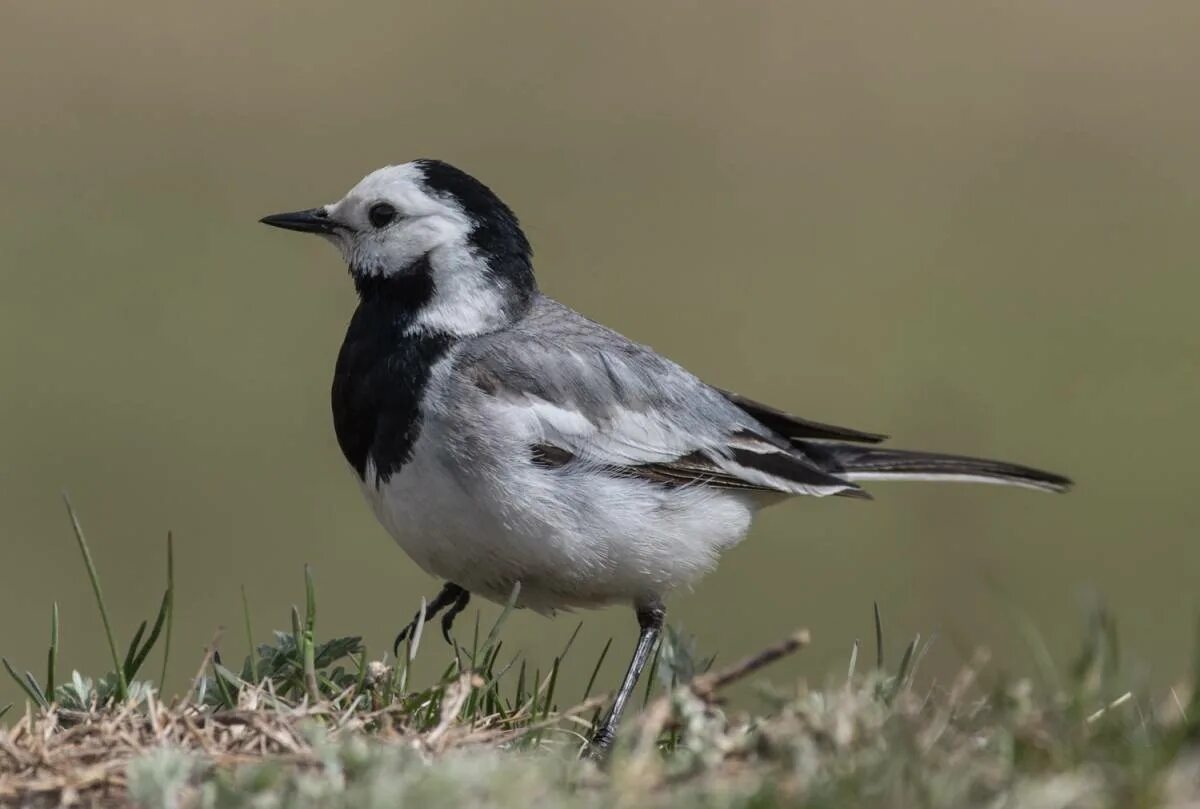 Motacilla Alba Alba. Белая трясогузка. Трясогузка Северная. Трясогузка голубая.