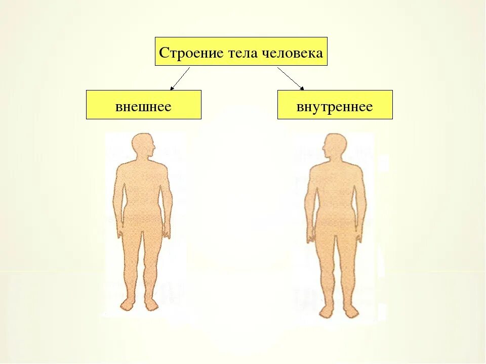 Строение человека 2 класс окружающий мир презентация. Строение тела человека 2 класс окружающий мир Плешаков. Внешнее строение тела человека схема. Строение тела человека 2 класс окружающий мир школа России. Модель внешнее и внутреннее строение тела.