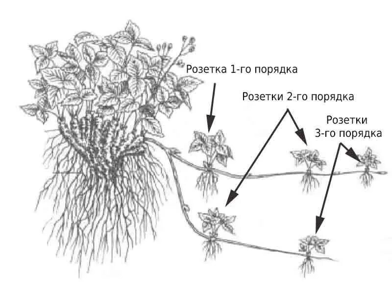 Нужно ли обрезать усы. Усы клубники для размножения. Клубника усики размножение. Укоренение усов земляники. Схема посадки живучки ползучей.