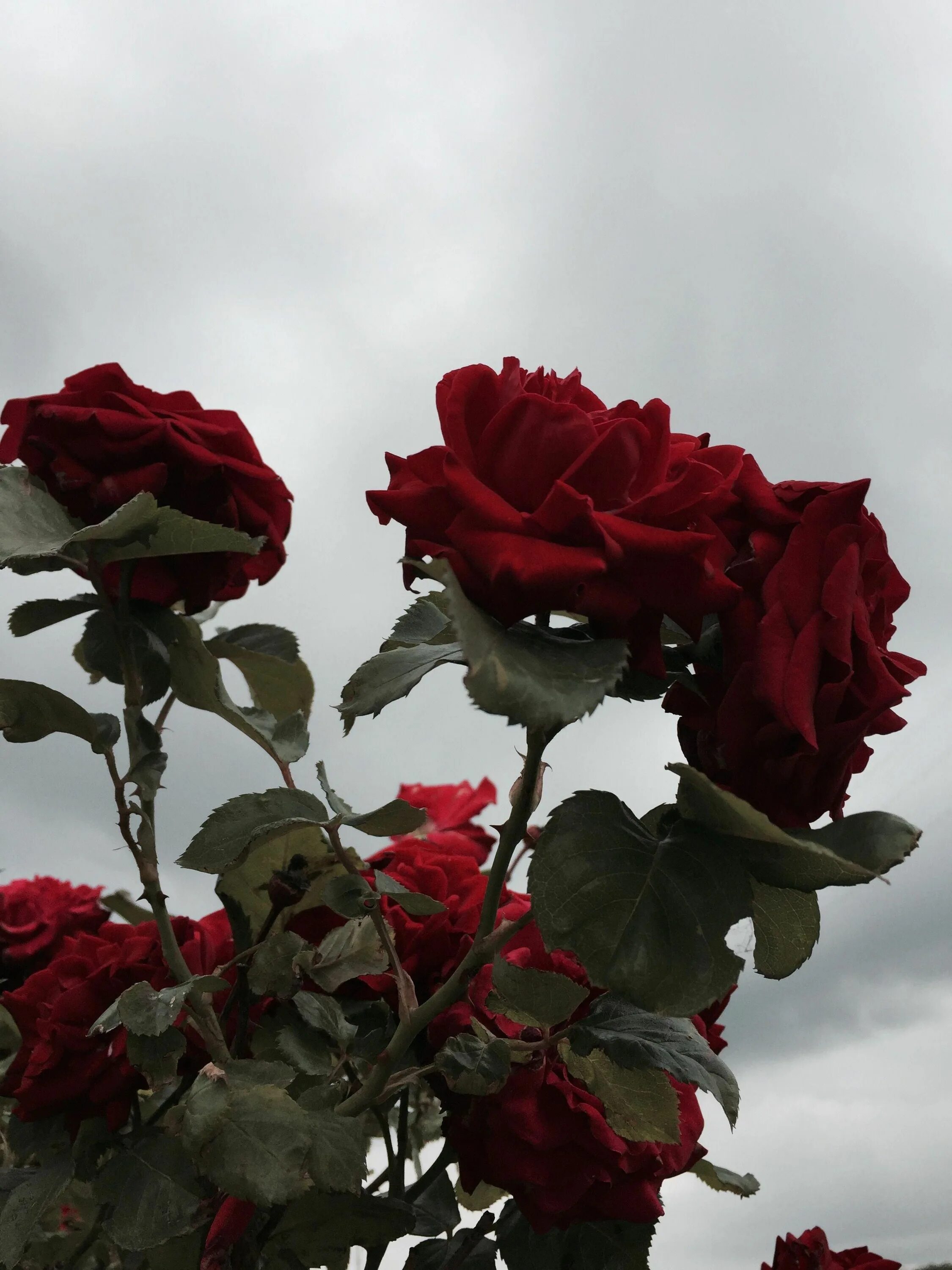 Красные розы. Розочки Эстетика.