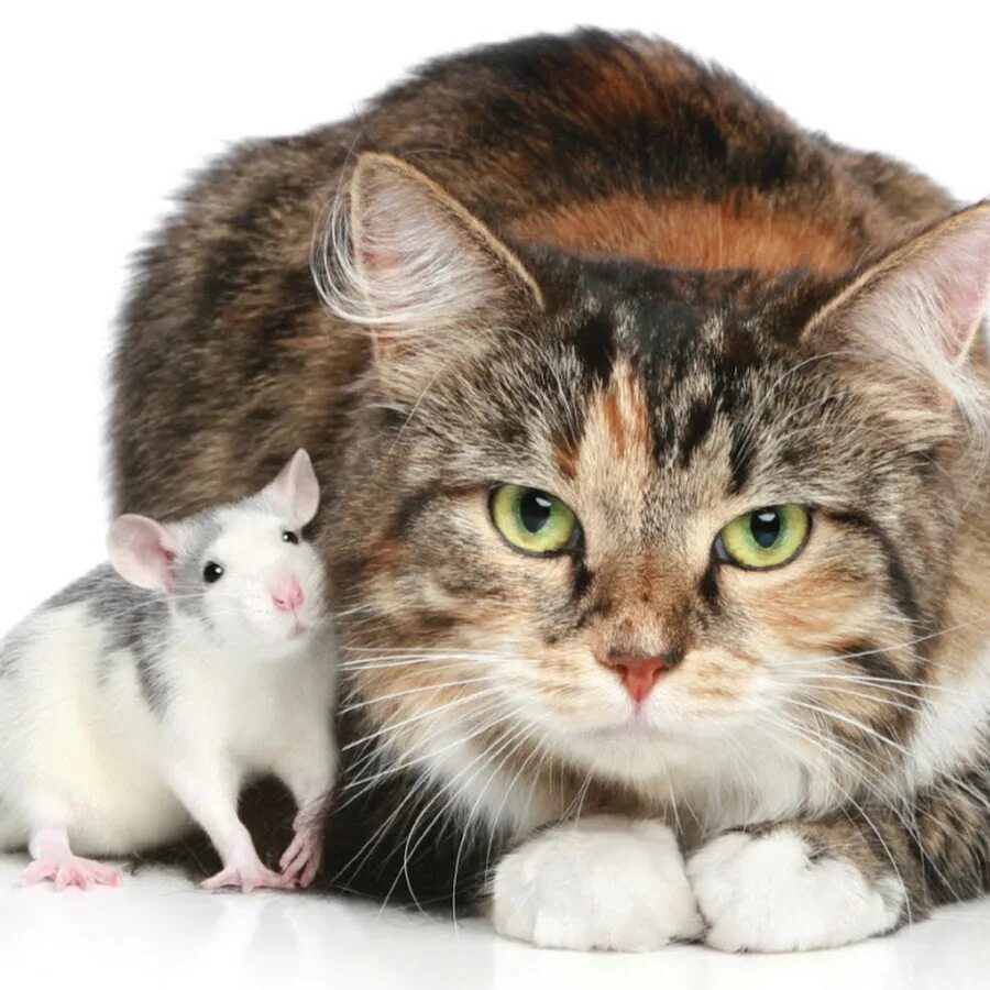 Кошки-мышки. Кот и мышка. Коты и хомяки. Котик с мышкой. Кошечку мышку