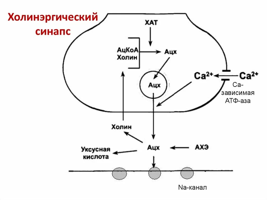 Синтез медиатора осуществляется