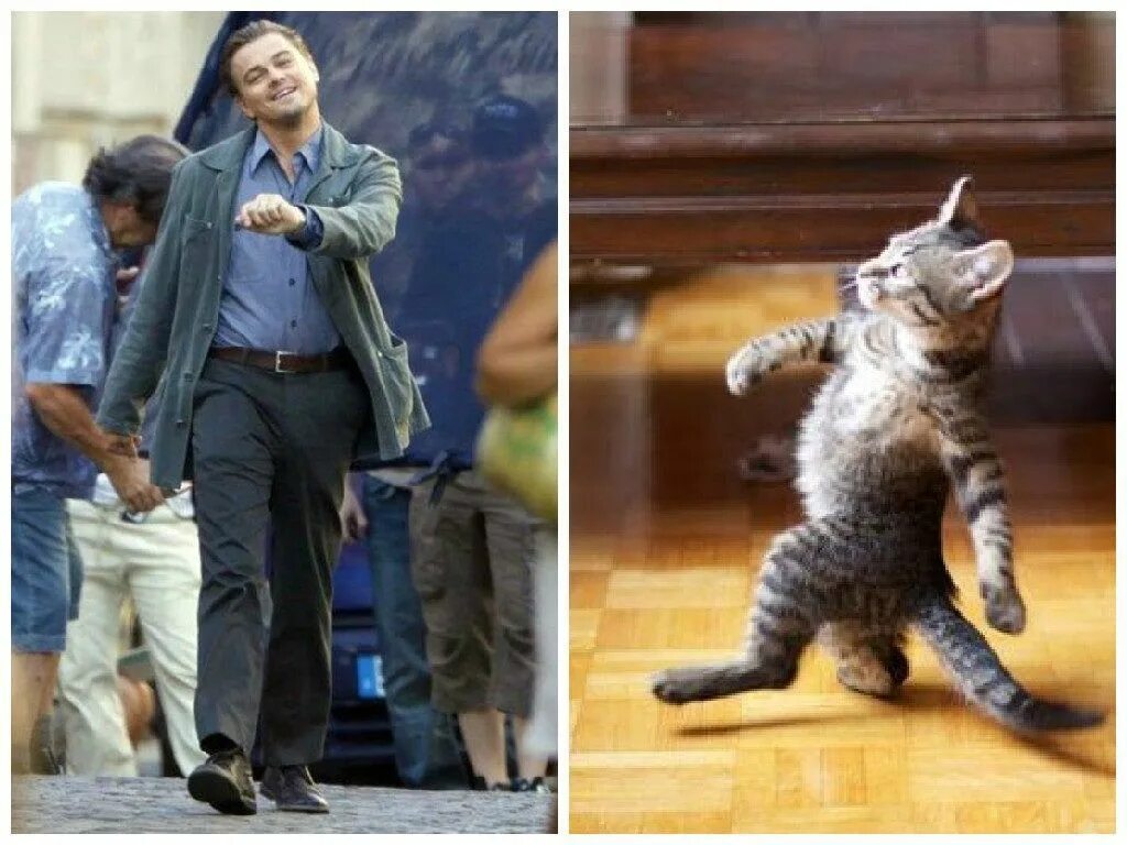 Танцующий кот. Иду довольная. Леонардо ди каприо идет. Пушистая кошка. Наглая рыжая морда фото.