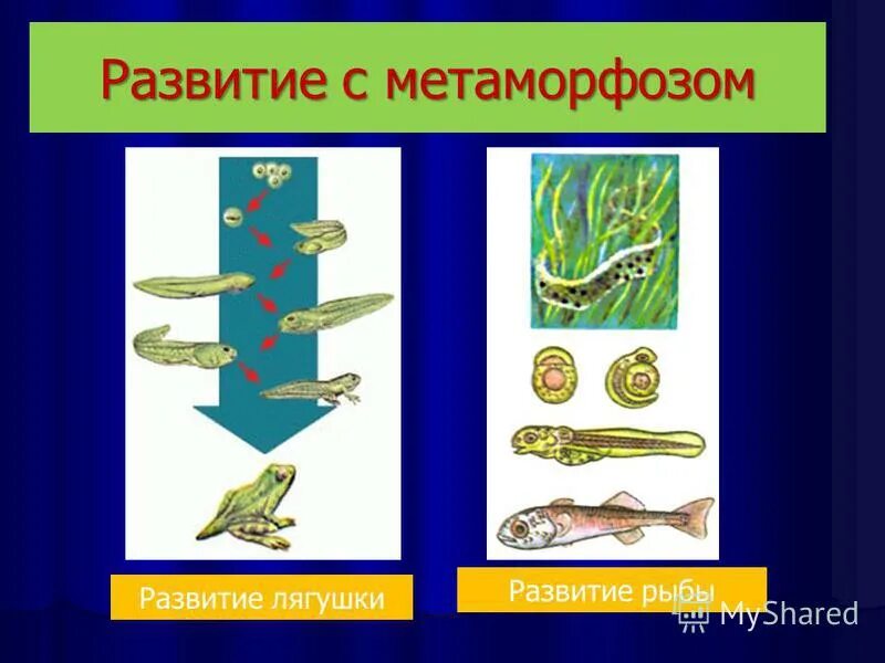 Тип развития щуки. Постэмбриональное развитие лягушки стадии. Схема развития рыбы. РАЗВИТИЕС метамофозом. Развитие с метаморфозом у рыб.