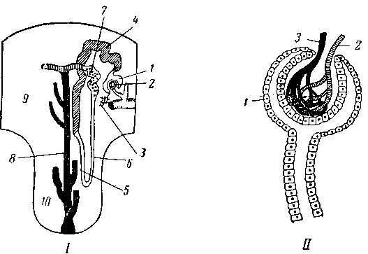 Тип почки у млекопитающих. Выделительная система млекопитающих. органы выделения млекопитающих. выделительная система крс.