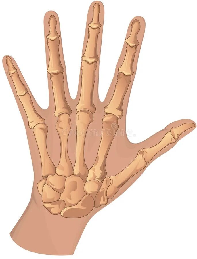 Dorsal Hand Skeleton by elizabethnixon Skeleton drawings, Skeleton hands drawing