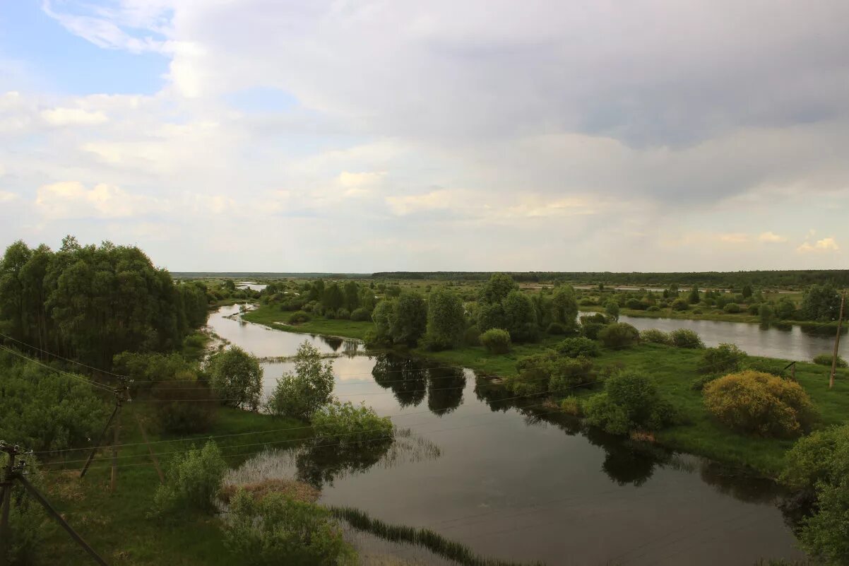 растения и животные реки ипуть. растения и животные реки ипуть. растения и животные реки ипуть. растения и животные реки ипуть. река ипуть брянская область сверху.