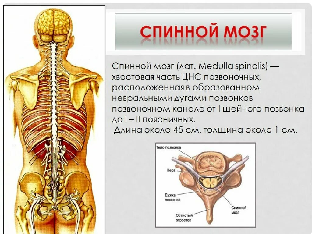 Изменение в спинном мозге