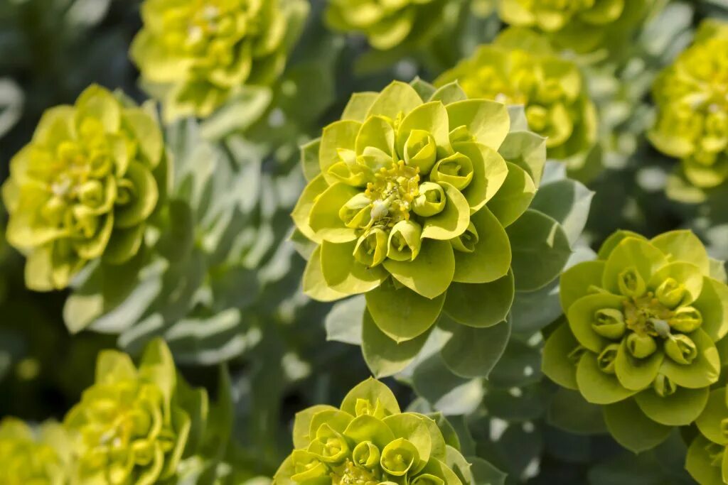 Молочай корень мужик корень. Молочай Палласа. Молочай Палласа Euphorbia fischeriana. Molochai Pallas. Молочай Фишера.