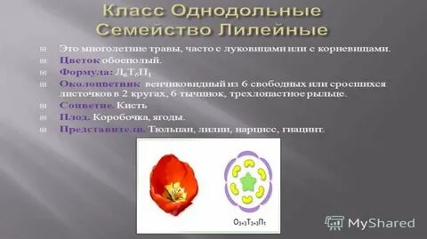 Каково значение однодольных растений в жизни человека