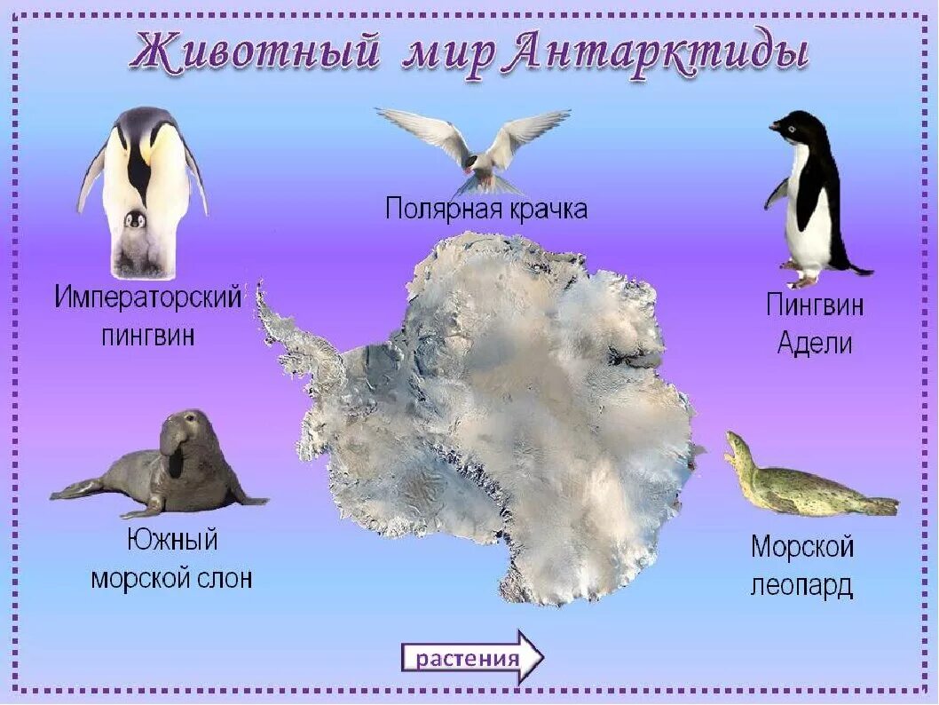 Животный мир Антарктиды. Животный мир е Антарктиды. Животные материка Антарктида. Животные мир Антарктиды.