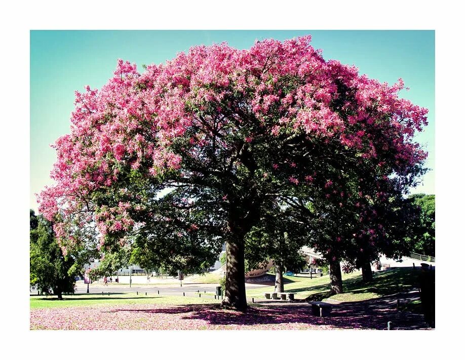 Розовое дерево эфирное. Розовое дерево дальбергия. Aniba rosaeodora. Aniba rosaeodora дерево. Розовое дерево Байя Бразилия.