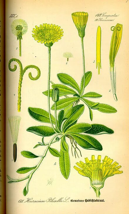 Ястребинка волосистая / Hieracium pilosella L. Лекарственные травы