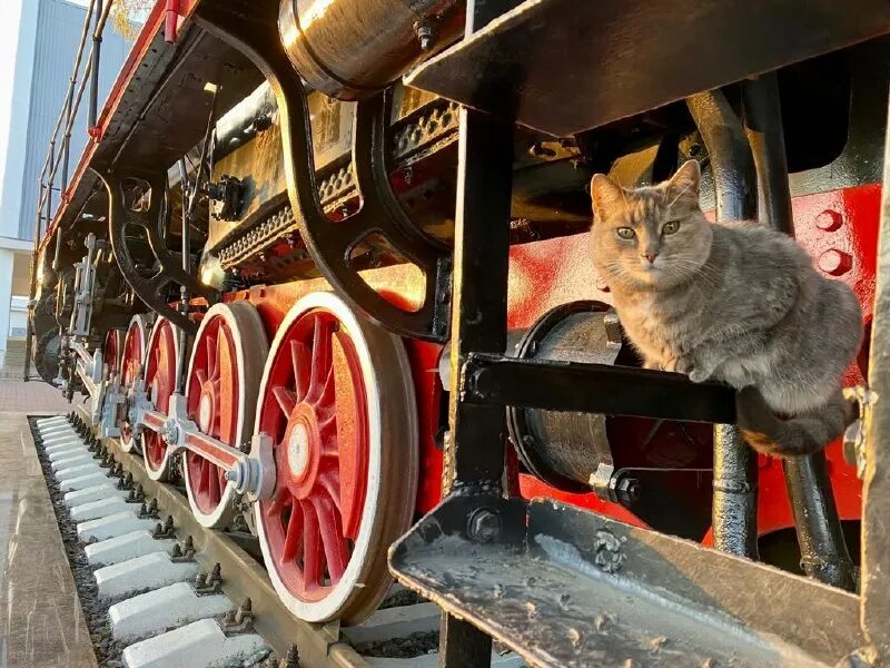 Паровозик с животными. Кот на паровозике. Бизиборд три кота "паровозик"(11). Котик в паровозе. Паровоз детский с животными.