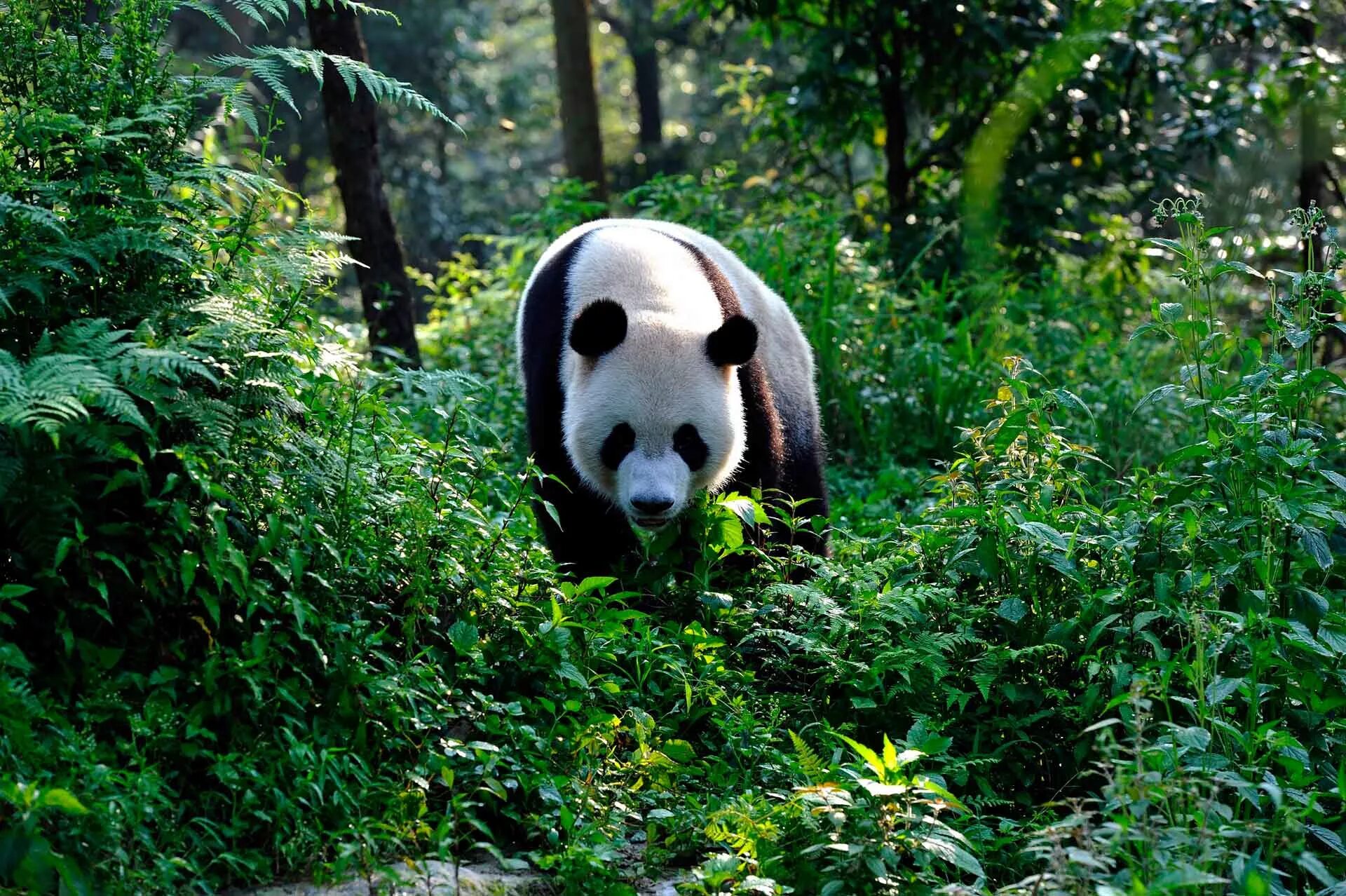 Большая панда живет. Большая Панда бамбуковый медведь. Ареал панды. Панда в джунглях. Панда в субтропиках.