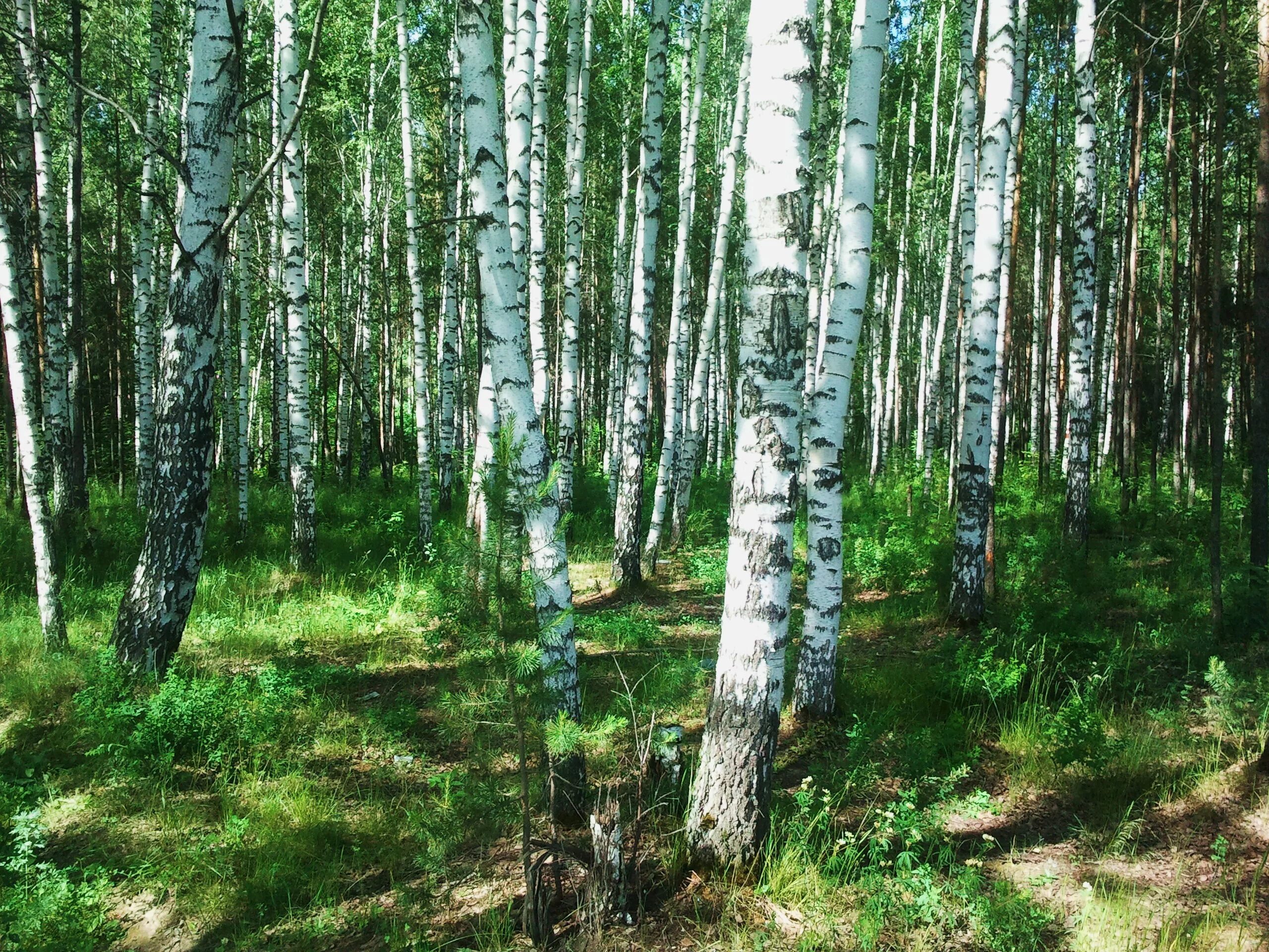 Березово-лиственничный лес. Березовая роща Тамбов. Берёзовавая роща в Финляндии. Березовый лес Ирк обл. Природное сообщество березовый лес