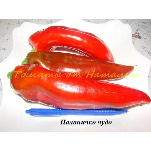 Перец сладкий паланичко чудо 10шт. Сорт паланичко чудо. Сорт паланичко чудо. Перец паланичко чудо. Сорт паланичко чудо.