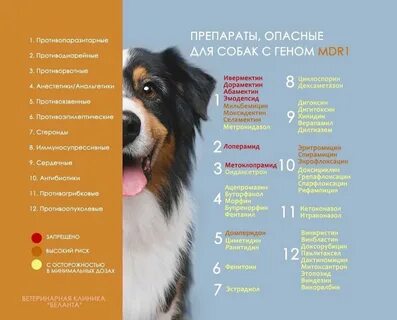 Собака ген