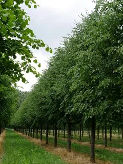 Tilia cordata komsta mini